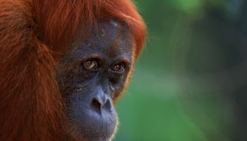 องค์การกองทุนสัตว์ป่าโลกสากล-อินโดนีเซีย วางใจ เลือก AWS เป็นผู้ให้บริการคลาวด์ เพื่อภารกิจเร่งช่วยลิงอุรังอุตังที่ใกล้สูญพันธุ์