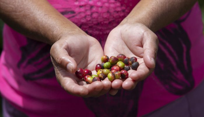 Heifer International จับมือ IBM เพิ่มการเข้าถึงข้อมูลและช่องทางตลาดโลกให้เกษตรกรไร่กาแฟและโกโก้ในฮอนดูรัส