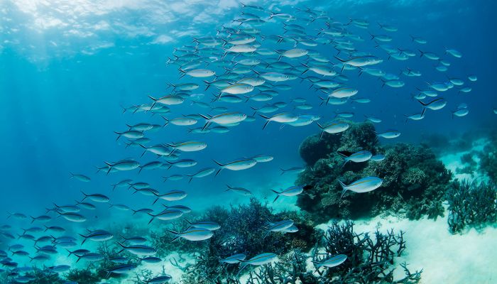 เดลล์ เทคโนโลยีส์ เปิดขุมพลัง Deep Learning หนุนอาสาสมัครทั่วโลก  ช่วยกันปกป้อง Great Barrier Reef แนวปะการังที่ใหญ่ที่สุดของโลก
