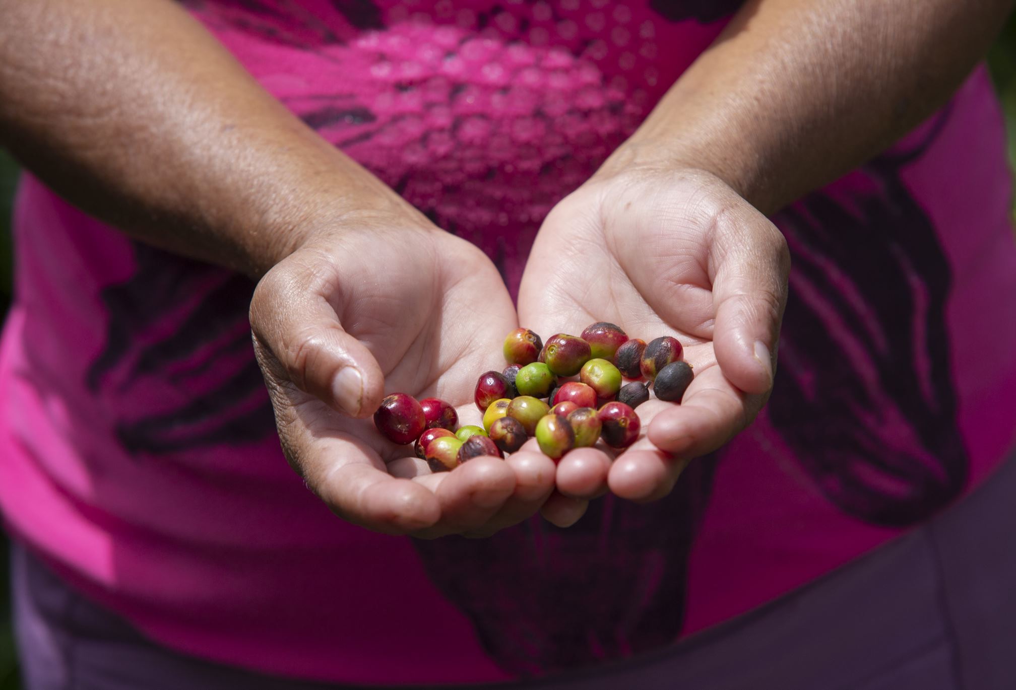 Heifer International จับมือ IBM เพิ่มการเข้าถึงข้อมูลและช่องทางตลาดโลกให้เกษตรกรไร่กาแฟและโกโก้ในฮอนดูรัส